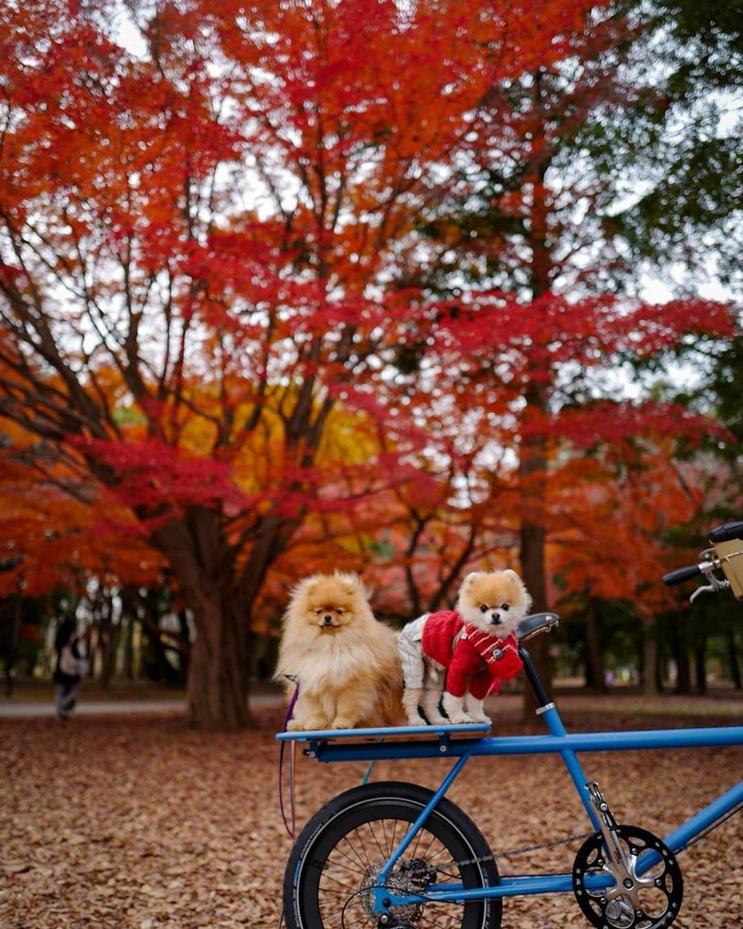 ポテチンさんのインスタグラム写真 - (ポテチンInstagram)「Walk in the park with my friend Rokkaku.  3〜 photos and movie by @little2poms  #pomwrestling」12月17日 12時30分 - pom.potechin