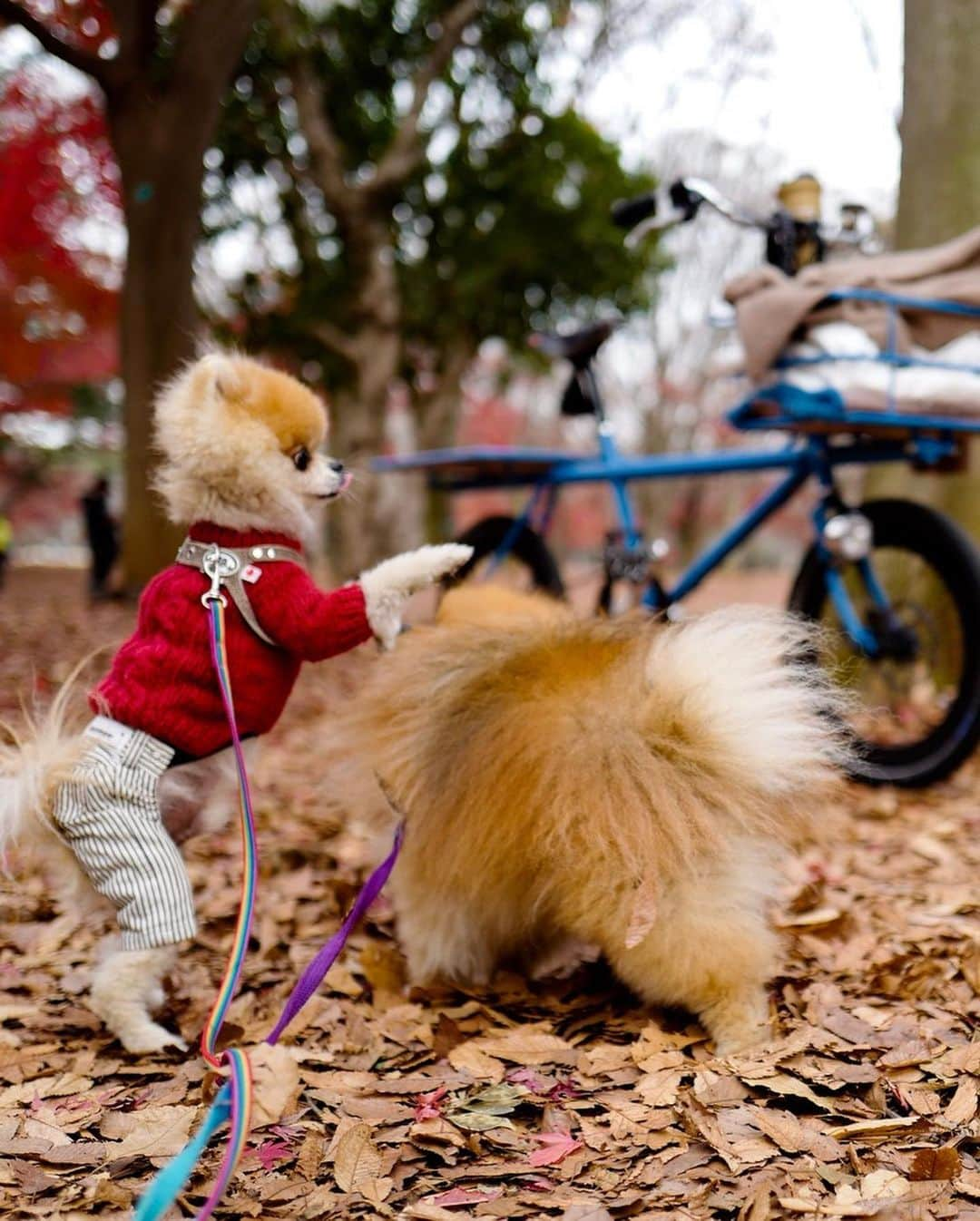 ポテチンさんのインスタグラム写真 - (ポテチンInstagram)「Walk in the park with my friend Rokkaku.  3〜 photos and movie by @little2poms  #pomwrestling」12月17日 12時30分 - pom.potechin