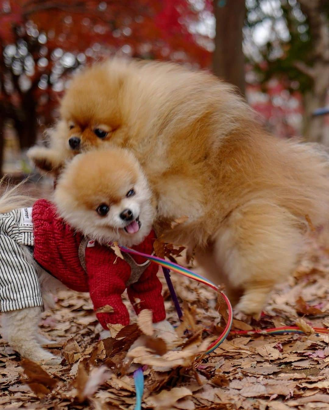 ポテチンさんのインスタグラム写真 - (ポテチンInstagram)「Walk in the park with my friend Rokkaku.  3〜 photos and movie by @little2poms  #pomwrestling」12月17日 12時30分 - pom.potechin