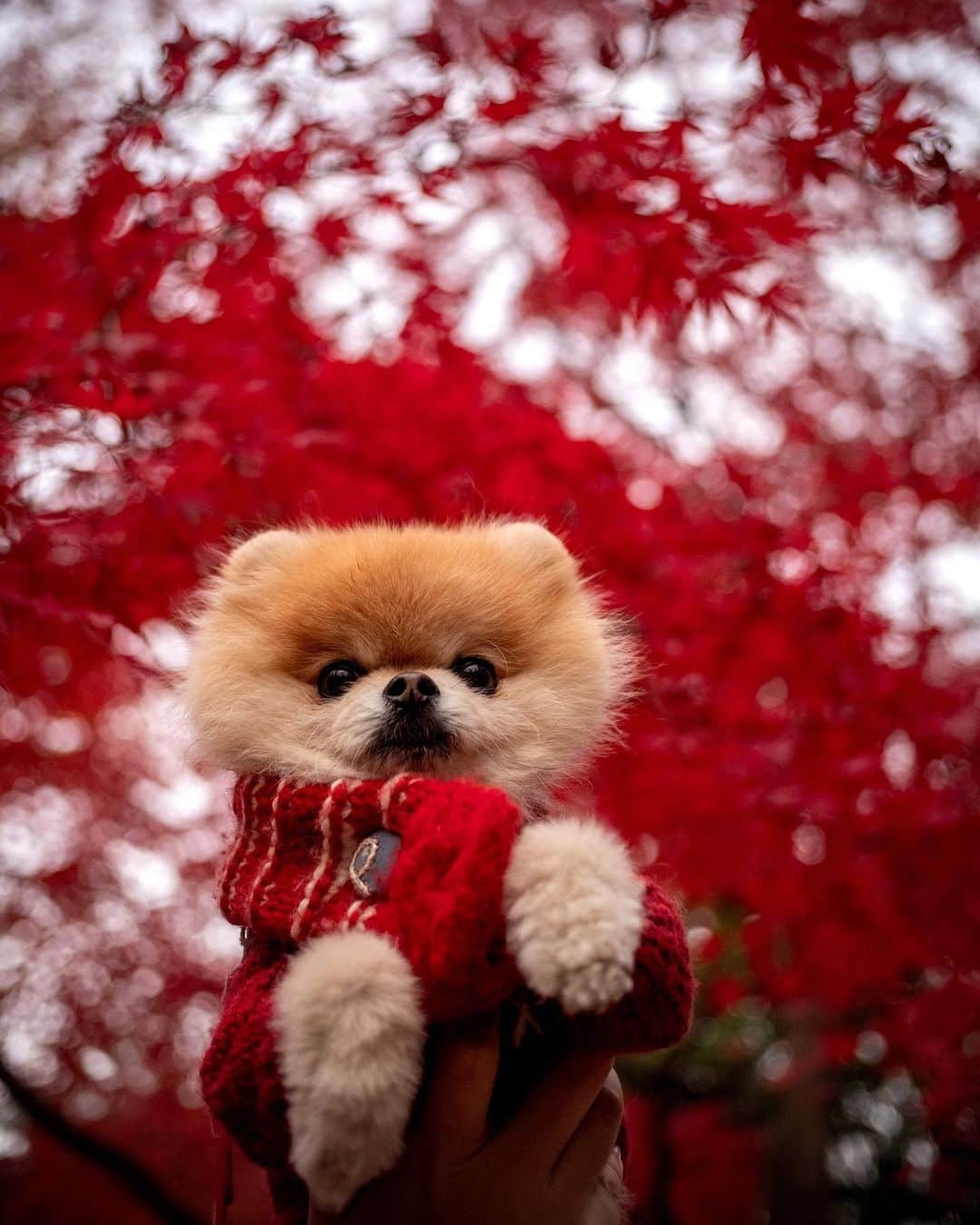 ポテチンのインスタグラム：「Walk in the park with my friend Rokkaku.  3〜 photos and movie by @little2poms  #pomwrestling」