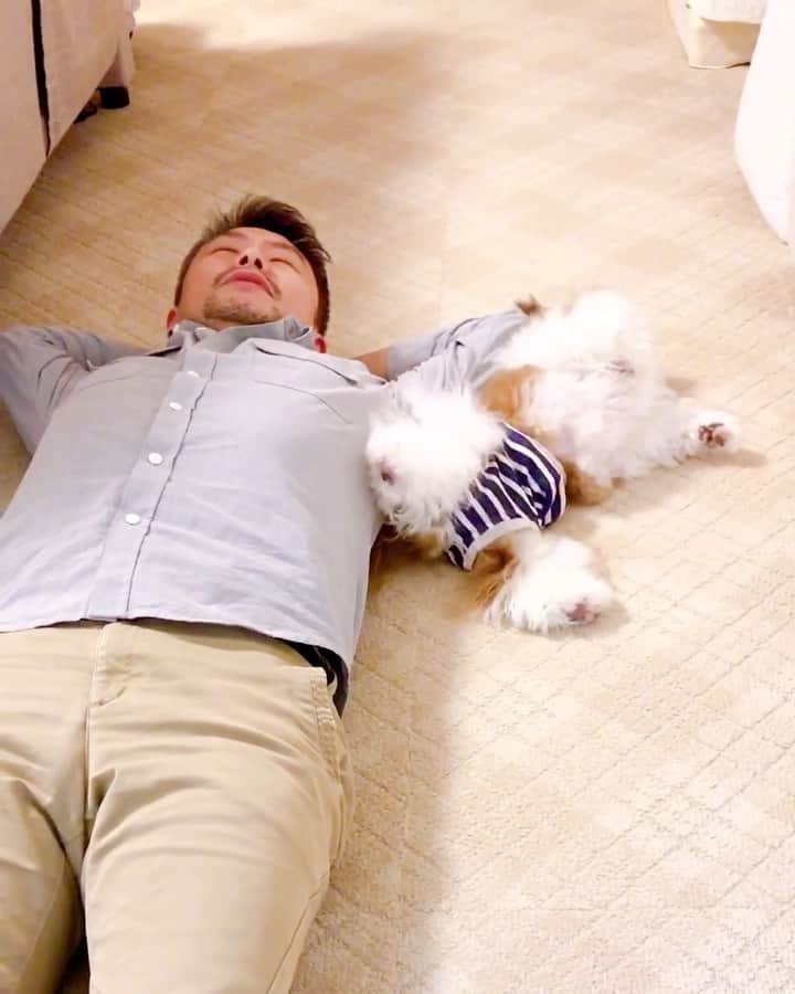 水嶋はちのインスタグラム：「What a perfect timing!!😆🐶 * * パパがゴローンとすると ボクもゴローーンします😆🐶 * * #はち #HACHI #シーズー大好き部 #パーフェクトな受け身 #毎夜ママがパパの足を拭き拭きしてるとかならずやってくる #ママだけ大笑い #笑い方に品がなくてごめんなさい」