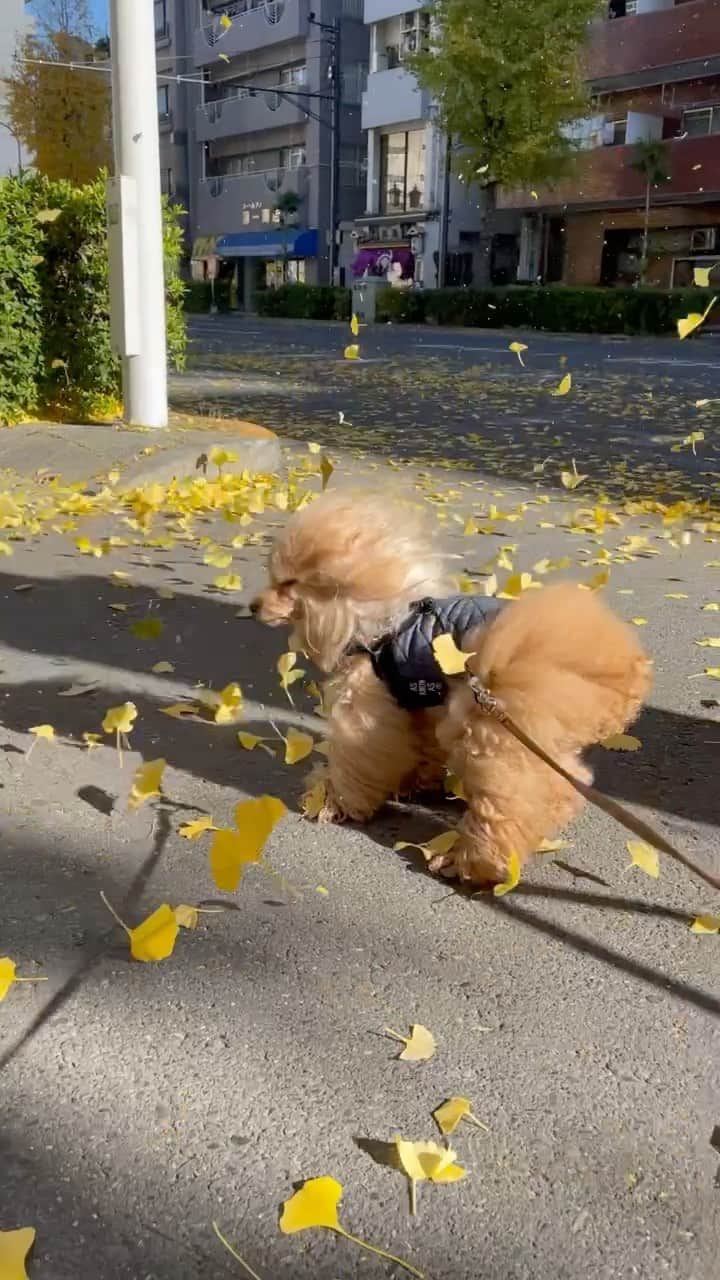 Toypoodle Mikuru?Asakusa Tokyoのインスタグラム：「20201217 Thursday. テレワークひるんぽ💓  お散歩中に銀杏の渦巻き🌪に遭遇 みきゅるん😆 今日は風が強いです‼️  #ひるんぽ #銀杏の竜巻 #神風の術 #初リール  飼主の方がテンション高い😅」