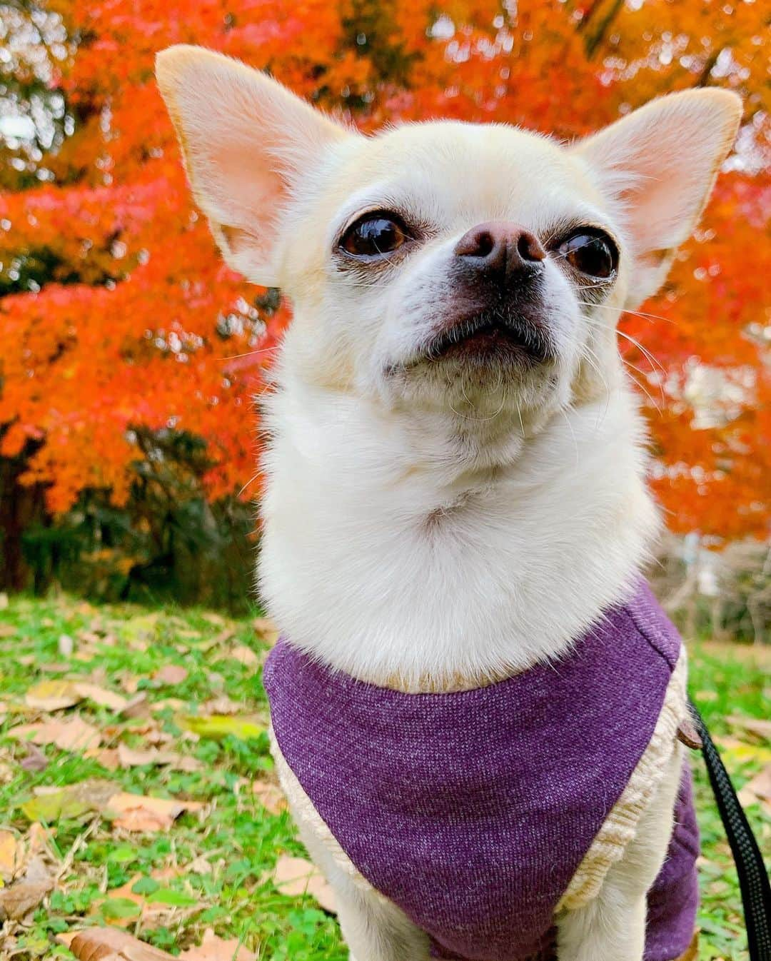 巴田みず希さんのインスタグラム写真 - (巴田みず希Instagram)「2020年最後のドッグラン🐕✨ @showakinenpark 昭和記念公園へ！ ・ 紅葉がとても綺麗で、ただ歩くだけでも楽しいけど、ドッグランでは大はしゃぎの小晴くんを見て、また来年もたくさん来ようねと思った飼い主です。 ・ 大好きな小晴くん、つい撮り過ぎてしまう！娘よりも！😆笑 ・ ・ ・ #昭和記念公園写真館 #昭和記念公園 #紅葉 #紅葉狩り #犬連れ #赤ちゃんと犬のいる生活 #syowakinenpark #chihuahua #スムチー #スムチーファン #チワワ部東京支部 #二歳差育児 #姉妹ママ #愛犬との暮らし #犬好きな人と繋がりたい #ドッグラン #2020年ありがとうごさいました #コロナに負けるな日本 #イフミー #しまむら #sm2lagom #キッズコーデ女の子 #redandgreen」12月17日 13時03分 - mizukitomoda