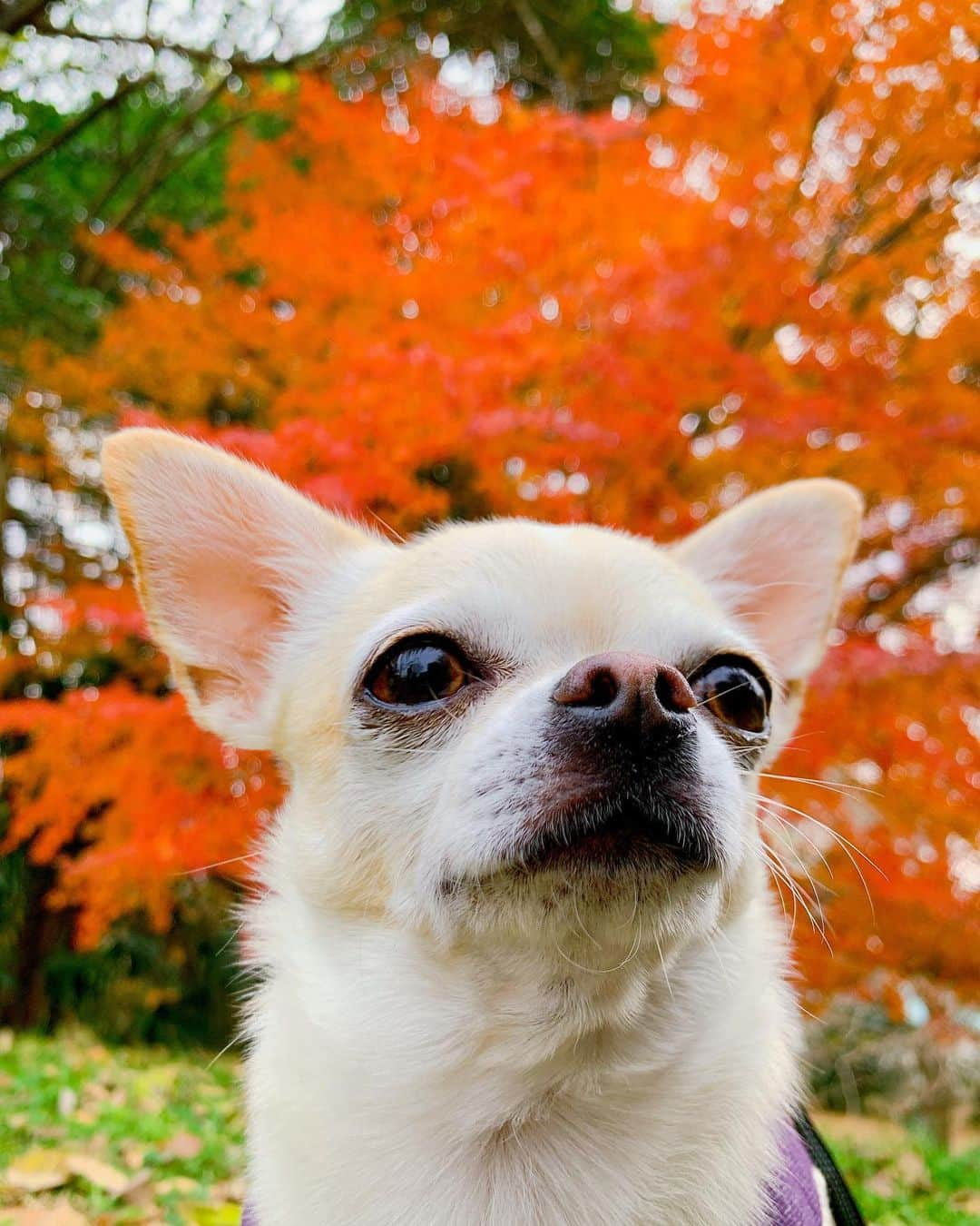 巴田みず希さんのインスタグラム写真 - (巴田みず希Instagram)「2020年最後のドッグラン🐕✨ @showakinenpark 昭和記念公園へ！ ・ 紅葉がとても綺麗で、ただ歩くだけでも楽しいけど、ドッグランでは大はしゃぎの小晴くんを見て、また来年もたくさん来ようねと思った飼い主です。 ・ 大好きな小晴くん、つい撮り過ぎてしまう！娘よりも！😆笑 ・ ・ ・ #昭和記念公園写真館 #昭和記念公園 #紅葉 #紅葉狩り #犬連れ #赤ちゃんと犬のいる生活 #syowakinenpark #chihuahua #スムチー #スムチーファン #チワワ部東京支部 #二歳差育児 #姉妹ママ #愛犬との暮らし #犬好きな人と繋がりたい #ドッグラン #2020年ありがとうごさいました #コロナに負けるな日本 #イフミー #しまむら #sm2lagom #キッズコーデ女の子 #redandgreen」12月17日 13時03分 - mizukitomoda