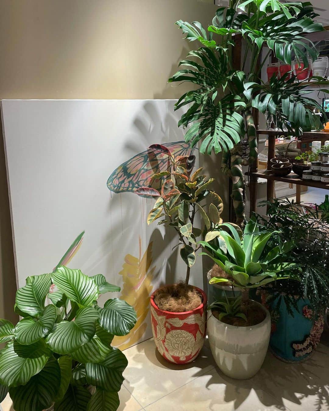 森星さんのインスタグラム写真 - (森星Instagram)「My first POPUP #CityShed in SHIBUYA.  渋谷でわたしの家を再現しちゃいました🌿人数制限のためCity-Shed.comにてご予約制です🧚‍♀️  ヴィンテージ家具や環境に優しい日用品、コンポストや種、着るものから食べるものまで、お家に置いてあるものほぼゲットできます🌼  植物は @solsogreenmarket オンラインストアにて🌿  Thank you @shibuya_scramble_square 🤍 Vintge furniture by @sharkattack_inc」12月17日 13時05分 - hikari
