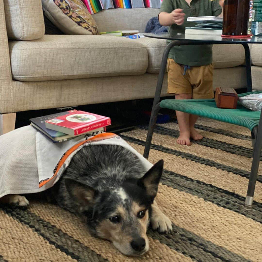 Dogs by Ginaのインスタグラム：「All tucked in and ready for a bed time story. Read by, guess who...」