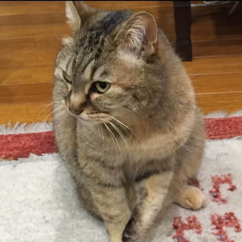 おおたうにさんのインスタグラム写真 - (おおたうにInstagram)「猫ハートゥ🧡 もう20歳近いミラちゃん、数年前はこんなふっかふかだったのに、今はカリカリです。でも元気にごはんをもりもり食べています🐱 この写真を見て、「やばいと思ってたうちの猫まだ太ってるわ😳」と、友達が思ったらしい。お役に立ててなにより😽 #今日のねこ #catoftheday #老猫」12月17日 13時26分 - outa_uni