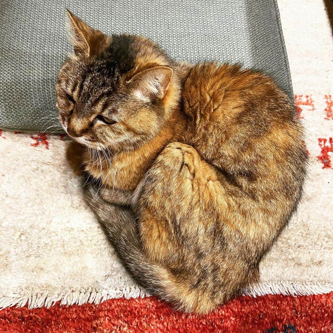 おおたうにのインスタグラム