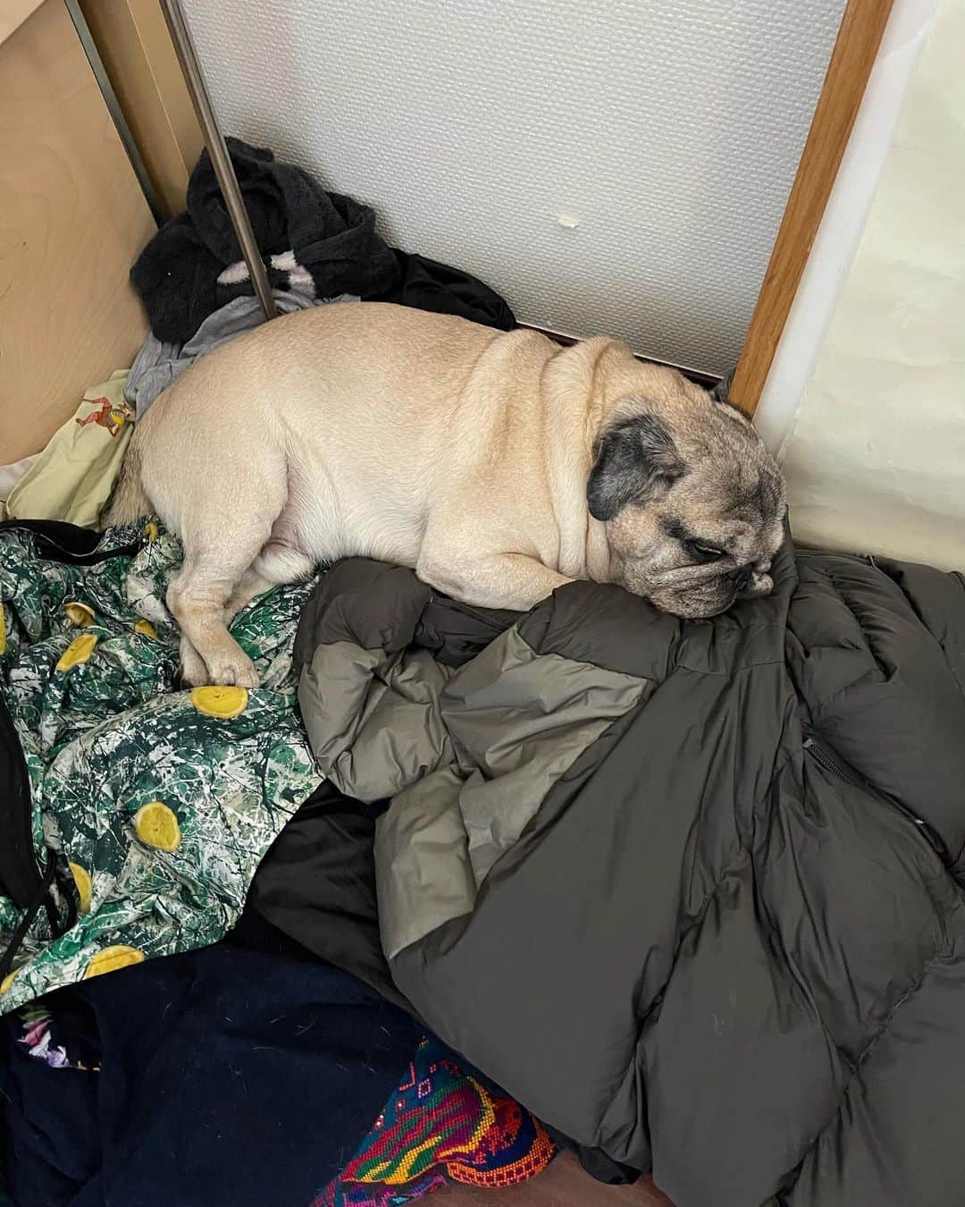 やついいちろうさんのインスタグラム写真 - (やついいちろうInstagram)「いろんなものを引っ張り出して寝床を作るのやめて欲しい #pug #pugs #puglife #puglove #パグ #パグスタグラム」12月17日 13時27分 - yatsuiichiro