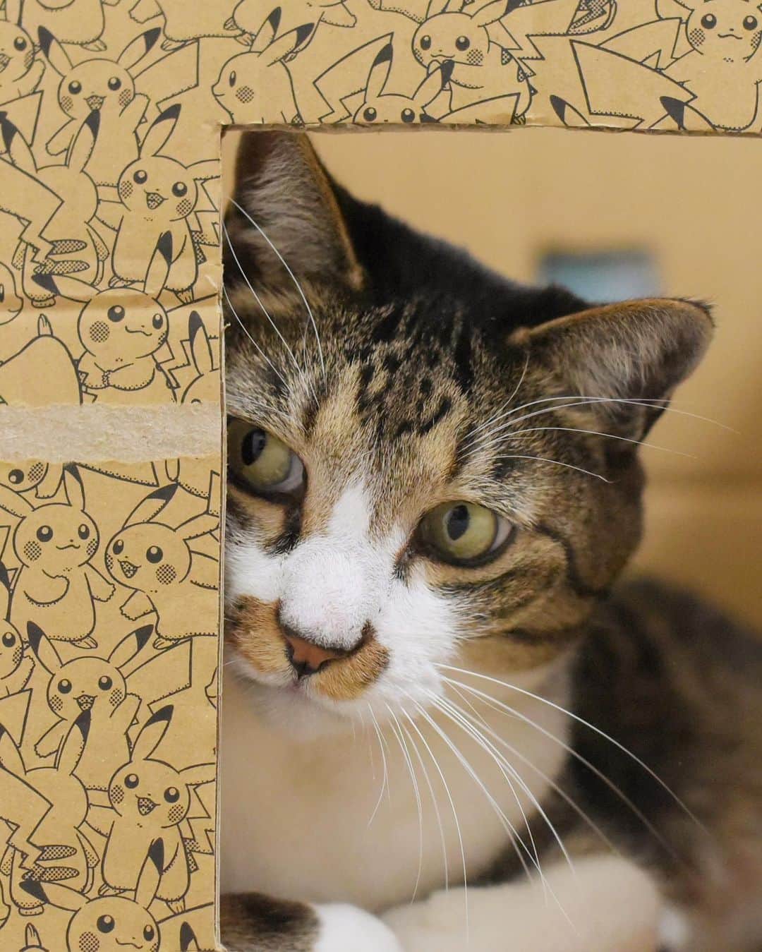 meekooのインスタグラム：「ギョロンギョロン👀✨ #２本目の猫じゃらしも危ない」