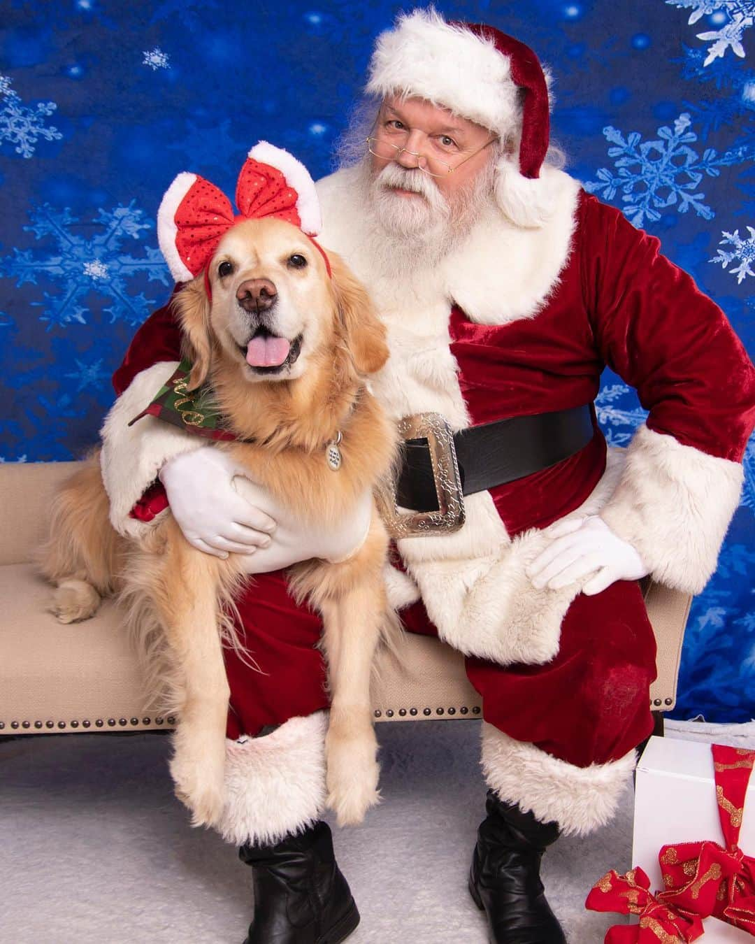 モヒートさんのインスタグラム写真 - (モヒートInstagram)「Here’s out individual Santa photos. Julep and I love him but Killian isn’t so sure, so we didn’t force him. He did get brave and take a few treats from Santa though! #santa #santaclaus #santapaws #christmas #holiday #goldenretriever #goldens_ofinstagram #goldenretrieversofinstagram #dogmom #dogsofcleveland #cleveland #rescuedogsofinstagram」12月17日 14時38分 - mojito_rose_family