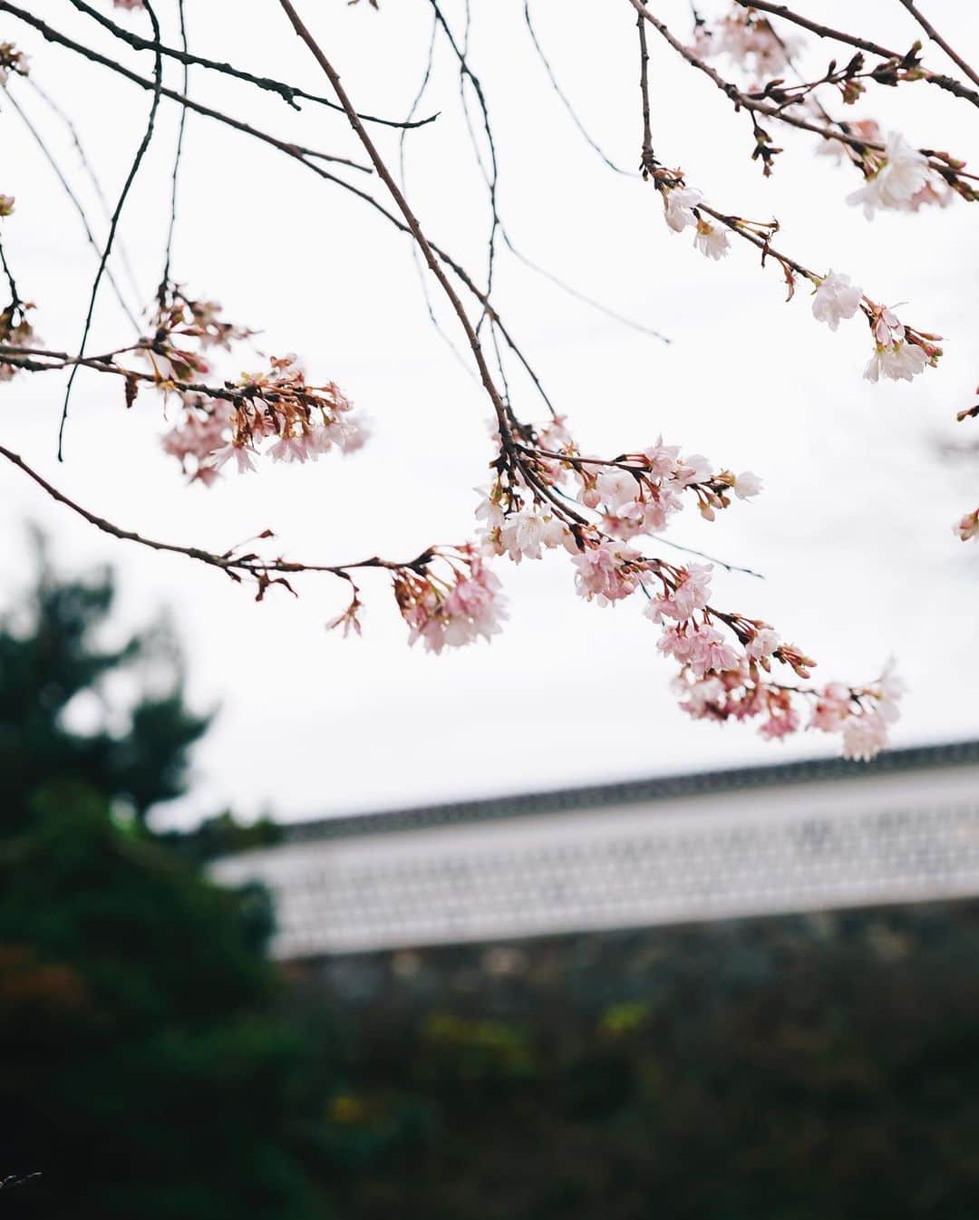 Naokoさんのインスタグラム写真 - (NaokoInstagram)「KANAZAWA..🍁兼六園 * 美しい街、金沢。  金沢は美味しいもの沢山あって 観光もゆっくりできるし 古き良き建物もいっぱいある。 歴史好きにはたまらない浪漫の香りが 随所に漂う魅力的な場所。  #hyattcentrickanazawa  #hyatthousekanazawa  #金沢」12月17日 14時31分 - chiaoking