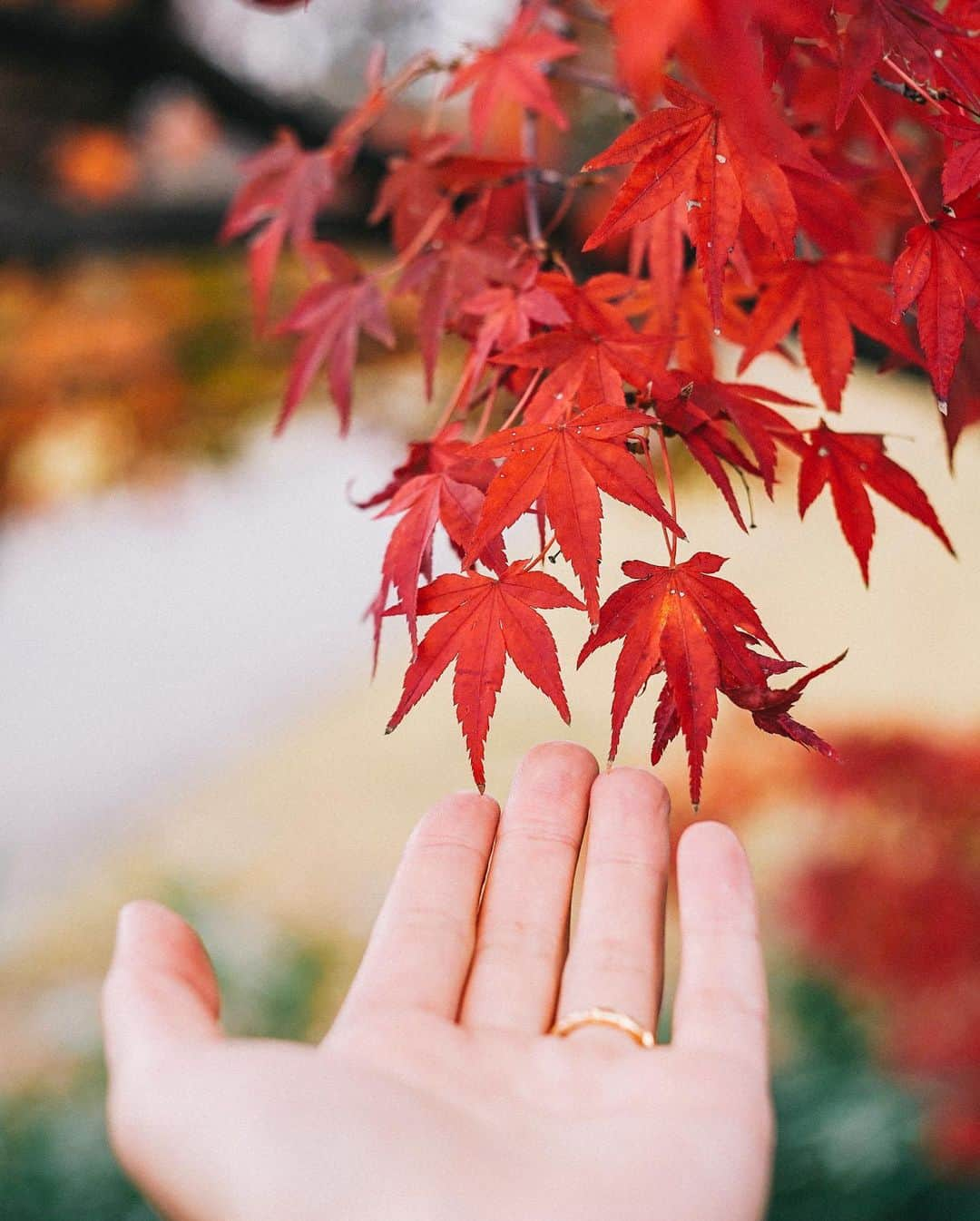 Naokoさんのインスタグラム写真 - (NaokoInstagram)「KANAZAWA..🍁兼六園 * 美しい街、金沢。  金沢は美味しいもの沢山あって 観光もゆっくりできるし 古き良き建物もいっぱいある。 歴史好きにはたまらない浪漫の香りが 随所に漂う魅力的な場所。  #hyattcentrickanazawa  #hyatthousekanazawa  #金沢」12月17日 14時31分 - chiaoking