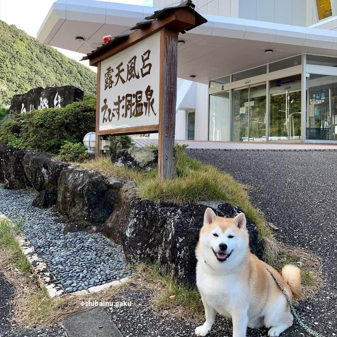 Kazumi-Gakumamaさんのインスタグラム写真 - (Kazumi-GakumamaInstagram)「1年9ヶ月ぶりに岳は、淡路SAにやって来ました‼︎ 🎡🐕💨 *  今年は明石海峡大橋が良く見えて大感激〜✨ *  今回の旅は、四国に住む友人のお見舞いが目的で、彼女は今朝手術を受けました🏥 どうか手術が成功しますように🙏 *  ほんの数時間でしたが、久しぶりの再会後はすでに夕方🌇 *  旅の初日の宿泊先は、朝ドラ「ウェルかめ」の舞台にもなった徳島の観光地日和佐のホテル🐢 *  夕方には、室戸在住であつし犬の幼なじみの松島くんと合流し、修学旅行よろしく、3人で川の字になって楽しく雑魚寝💤 *  翌日は、ウミガメの産卵地として名高く、1967年に国の天然記念物に指定された「大浜海岸のウミガメおよび産卵地」へ🌊 *  それから去年行けなかった「むろと廃校水族館」へ🐠 *  こちらの水族館は名前の通り廃校になった小学校を改修して一昨年開館した水族館で、海水魚など約50種類1,000匹を飼育しています♪ *  外のプールには人を襲う事もあるというシュモクザメやウミガメが泳いでいます🦈 *  そして、海洋深層水を吸い上げた時に吸い込んでしまった魚介類が展示してある「室戸海洋深層水アクア・ファーム」では念願のグソクムシに触れる事が出来、人間のような表情のユメカサゴに癒されました😌 *  2日目夕方には、昨年お会い出来なかった高知市の柴犬友達のアヤコさんに対面し、岳も愛犬のモコちゃん(柴犬)🐕とレアちゃん(トイプードル)🐩と一緒に記念撮影📷 *  あっという間に日が暮れて、その後、道後温泉に向かってクルマを走らせました➰🚗💨 🐾----*----*----*----🐾 Shiba Inu Gaku visited Shikoku for the first time in 1 year and 9 months🐕🗾🐢 🐾----*----*----*----🐾 #柴犬 #岳 #柴犬岳 #柴犬ガク#gaku #shibainugaku #shiba #shibainu #shibastagram #いぬすたぐらむ #dogsofinstagram  #ワンフルエンサー  #Hermoso #weeklyfluff #🐕📷 #dailyfluff #明石海峡大橋 #鳴門ウチノ海総合公園 #塩ちゃん #豆大福ちゃん #白い灯台 #松島くん #大浜海岸 #ウミガメ #むろと廃校水族館 #室戸海洋深層水アクアファーム #ユメカサゴ #アヤコちゃん #四国中国近畿の旅 #20201217」12月17日 14時46分 - shibainu.gaku