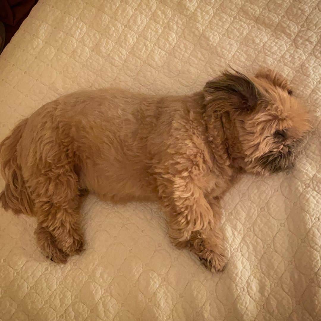 Dougie the Shih Tzuのインスタグラム：「Little bear sleeping.」