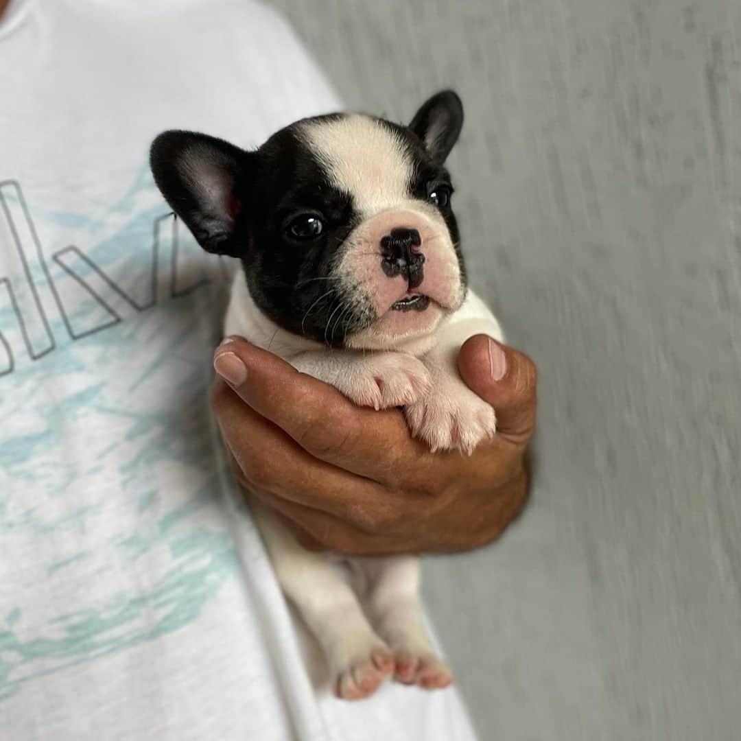 Regeneratti&Oliveira Kennelのインスタグラム：「Little munchkin ❤️ #frenchbulldog #frenchie」