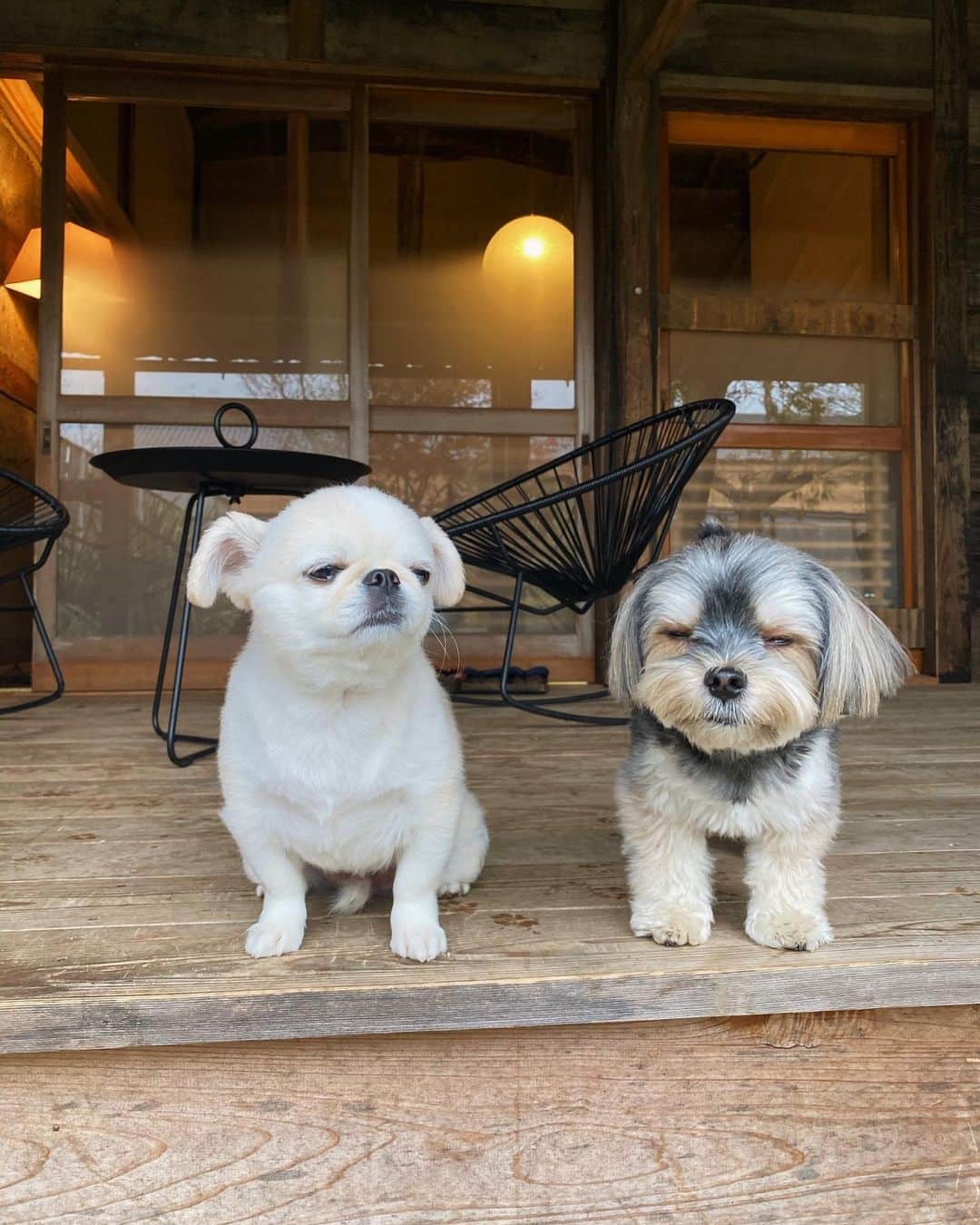 おもちくんのグルメインスタ