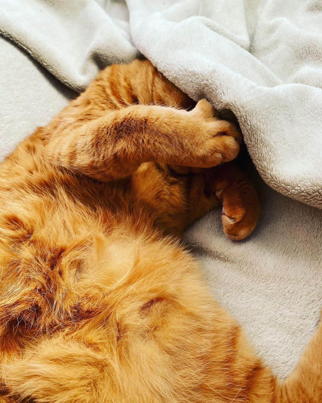 Shinnosukeさんのインスタグラム写真 - (ShinnosukeInstagram)「眠いんですと。  #cat #猫 #sleepingcat」12月18日 0時33分 - shinscapade