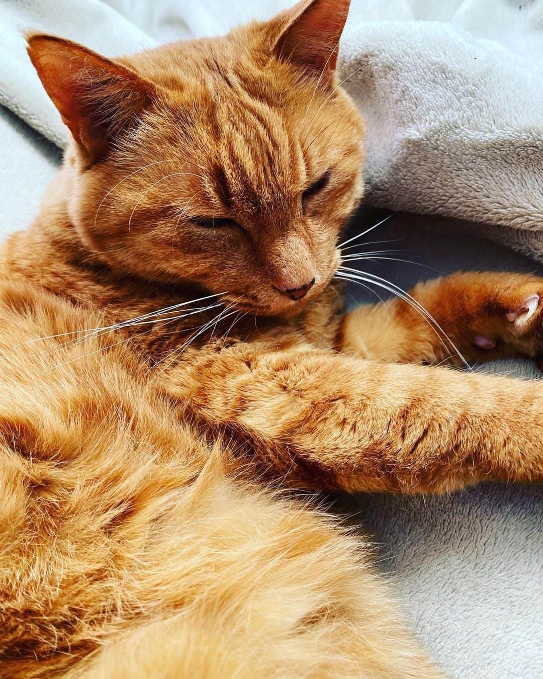 Shinnosukeさんのインスタグラム写真 - (ShinnosukeInstagram)「眠いんですと。  #cat #猫 #sleepingcat」12月18日 0時33分 - shinscapade