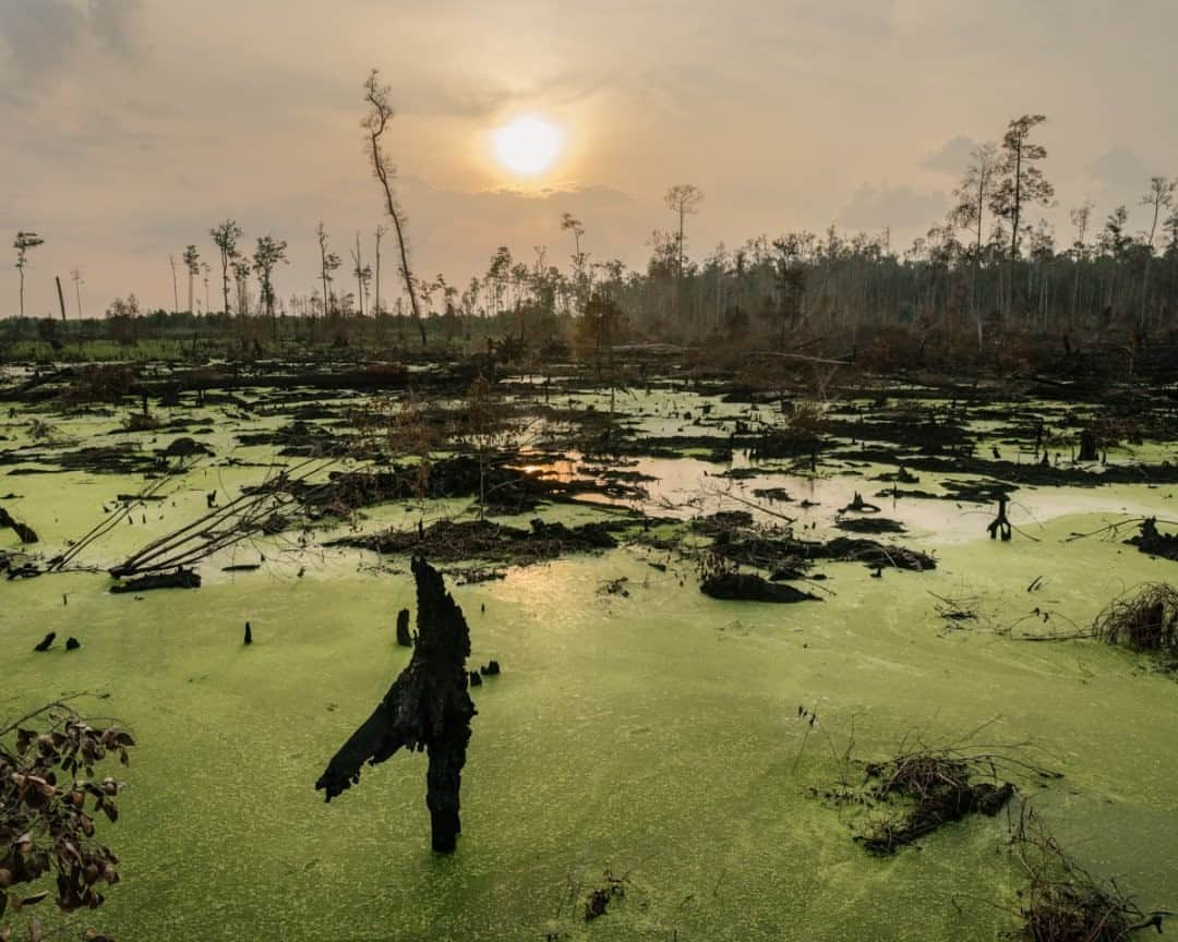 ナショナルジオグラフィックさんのインスタグラム写真 - (ナショナルジオグラフィックInstagram)「Photo by Matthieu Paley @paleyphoto / In Borneo, Indonesia, some farmers clear land the easy way… by lighting fires illegally, burning not only the tropical rainforest but also destroying the world’s largest natural terrestrial carbon sink: the peatlands beneath. They're doing this to cash in on the growing demand for palm oil, the most widely consumed vegetable oil on the planet; its rapid expansion threatens some of the planet’s most sensitive habitats. For more on environmental issues, follow @paleyphoto #palmoil #borneo #indonesia #kalimantan」12月18日 0時38分 - natgeo