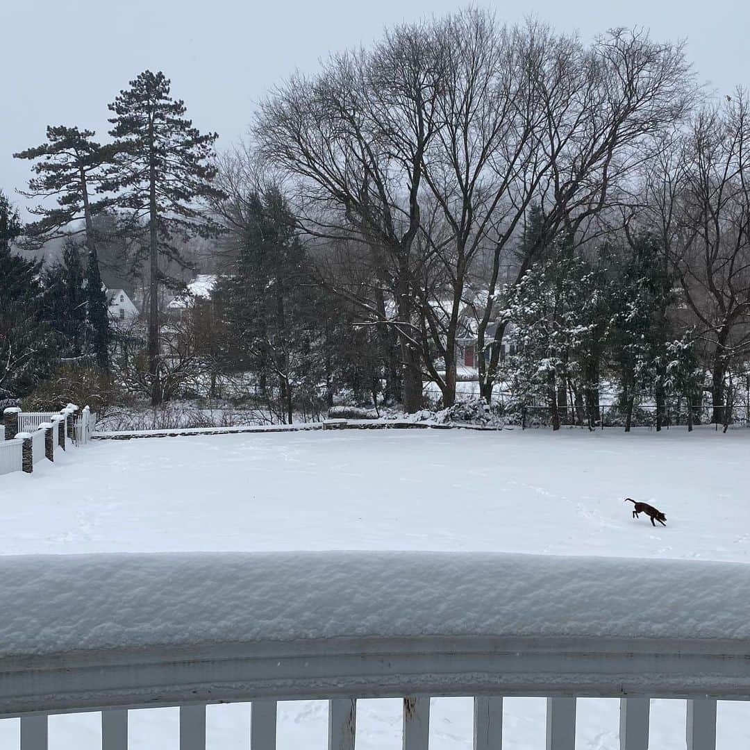 ボビー・ブラウンのインスタグラム：「Pippa’s first snow ❄️」