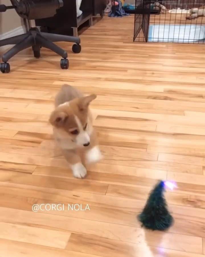 のインスタグラム：「Heck the tree with fluffy corgi 💥 - 📹 @corgi_nola - #barked #dog #doggo #puppy #pupper #Corgi #CorgiPuppy」