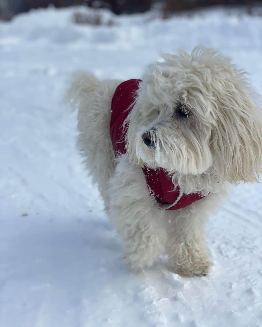 ルーシー・ヘイルさんのインスタグラム写真 - (ルーシー・ヘイルInstagram)「No business like snow business ❄️☃️」12月18日 1時17分 - lucyhale