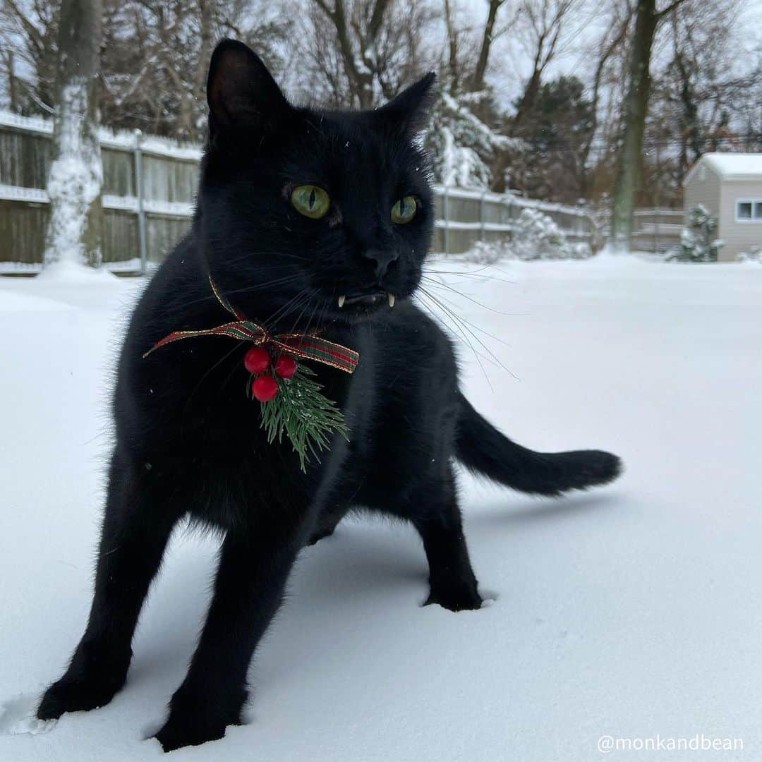 セルジオさんのインスタグラム写真 - (セルジオInstagram)「Walking in a winter wonderland #literally ❄️🐾 . . #winterwonderland❄️ #letitsnow❄️ #frostypaws #snowcat #vampirecat #christmascountdown #teef #catsinsnow #merrycatmas #winterstorm #firstsnowfall #holidaycat #blackcatsofinstagram #catsofinstagram #catsofinsta #catsofig #igcats #igkitty #meowed #9gag #9gagcute #catslife #buzzfeedcats #petco #thedodo #catexplorer #myfurbaby #cutecatsofinstagram #boop」12月18日 1時25分 - monkandbean