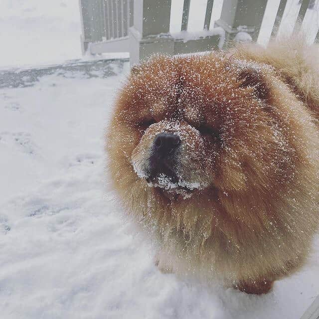 マーサ・スチュワートさんのインスタグラム写真 - (マーサ・スチュワートInstagram)「On the Bedford weather forecast: heavy flurries and a rare sighting of snow-dusted Chows. 🐶 Leave a comment for Empress Qin and Emporer Han below! 👇🏼 #regram via @marthastewart48」12月18日 1時34分 - marthastewart