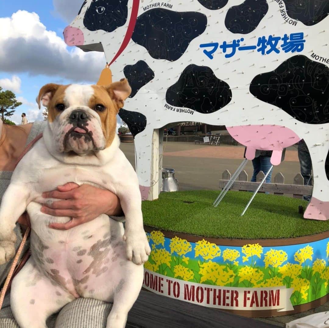 三浦麗さんのインスタグラム写真 - (三浦麗Instagram)「Mother Farm  #bulldog  #chunkydunky」12月17日 16時38分 - 05akira17