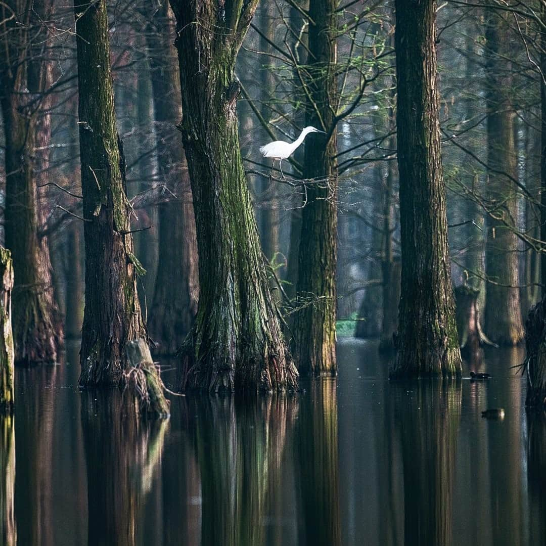 National Geographic Travelさんのインスタグラム写真 - (National Geographic TravelInstagram)「Photo by @Justin.Jin / A white crane perches in a wetland sanctuary near the lower tributaries of the Yangtze, China’s greatest river. From its source on the icy Tibetan Plateau to its glittering delta on the East China Sea near Shanghai, the Yangtze River connects China’s disparate landscapes and cultures and propels economic growth. This has also made the world’s third longest river one of its most overworked and polluted, say experts from the World Wildlife Fund @world_wildlife. I journeyed with WWF to survey their projects connecting government, enterprises, and other stakeholders to protect the river. This year China imposed a 10-year commercial fishing ban on the Yangtze and its tributaries, including the adjoining lakes, to protect aquatic life.  Follow @justin.jin for more stories and images from around the world. #china #yangtze #river #justinjin #crane」12月17日 16時40分 - natgeotravel