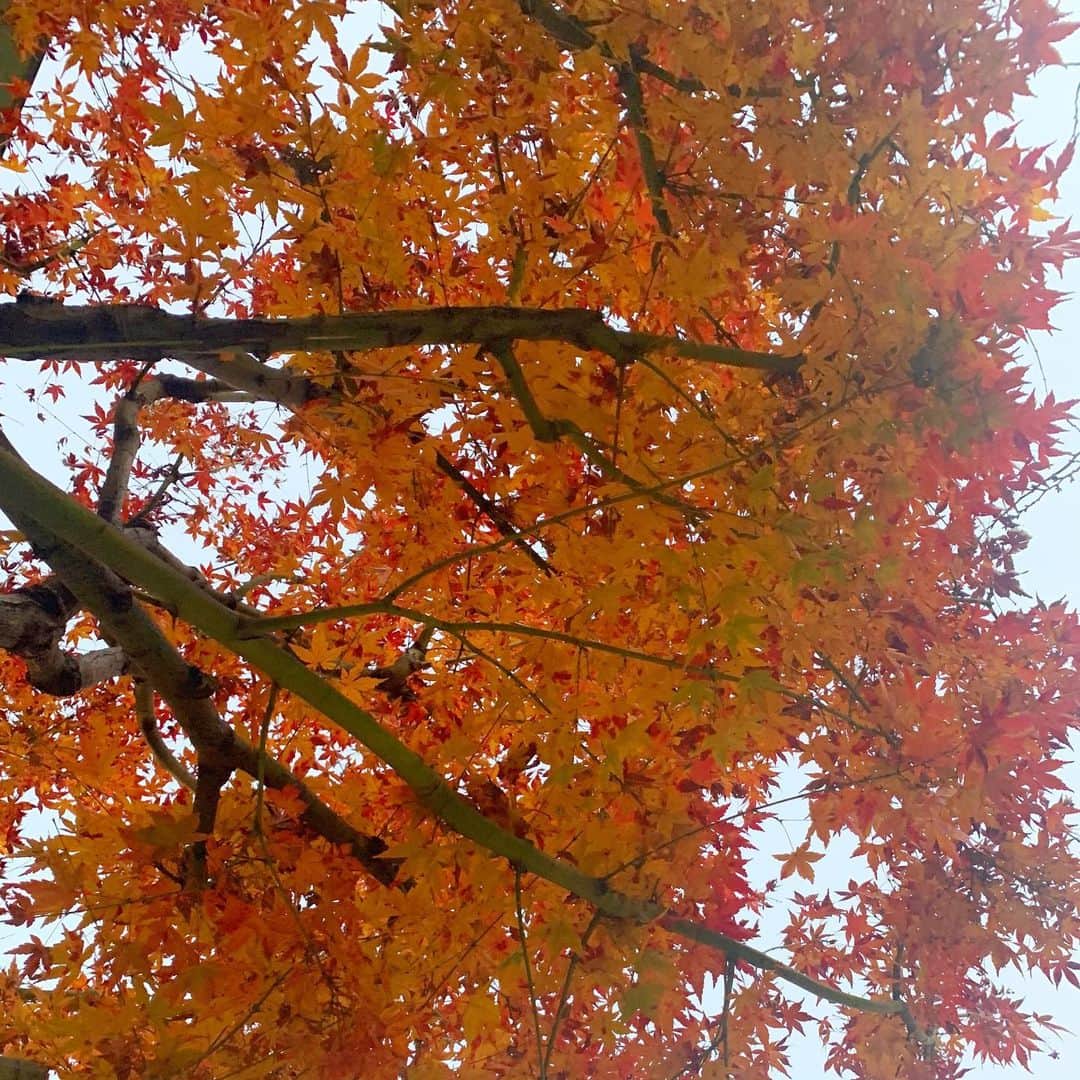 二瓶有加さんのインスタグラム写真 - (二瓶有加Instagram)「. お仕事に向かう途中の公園で 紅葉してる木があったので記念に撮影📷🍁 . . 今年こそは京都に紅葉を見に行き　たかったけど、まぁ今年は我慢ですね〜。来年は綺麗な紅葉を見に行けますよーに🍁 . . これから大好きなラジオのお仕事です！久々にラジオ日本さんの60Try部のゲストMCを務めさせていただきます💝 聴いてくださいね〜 . . #紅葉　#日常の記録 #白コーデ」12月17日 16時47分 - niheeeey.pink1020