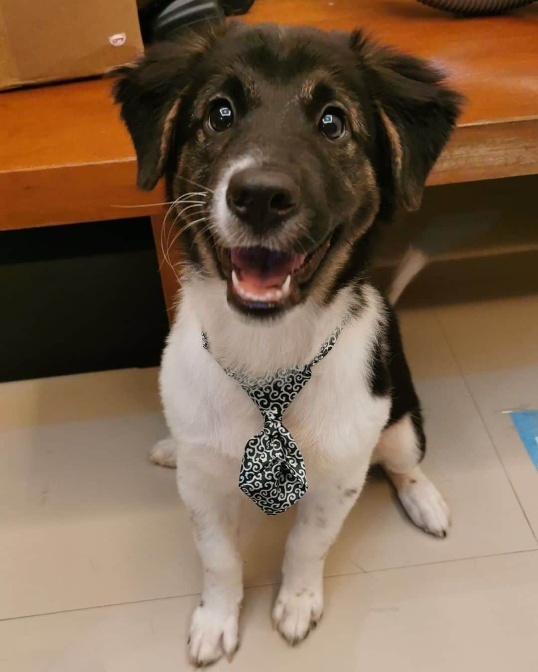 のインスタグラム：「Just heckin’ excited about her new tie 😃 - Want to get featured like her? Join “The Barked Club” on FACEBOOK and post something now! 👉 barked.com - 📷 Mae Kimberly  FB - #TheBarkedClub #barked #dog #doggo」