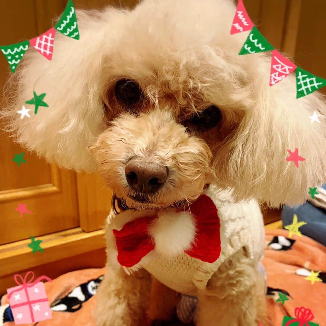 大和田獏さんのインスタグラム写真 - (大和田獏Instagram)「仕事の為にいとこに預かってもらったら可愛い写真撮ってくれました❣️#こころ#愛犬#クリスマスバージョン」12月17日 17時15分 - bakuowada