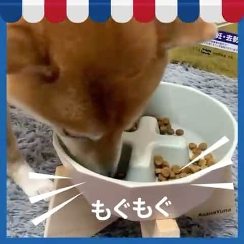 豆柴 サニーちゃんのインスタグラム