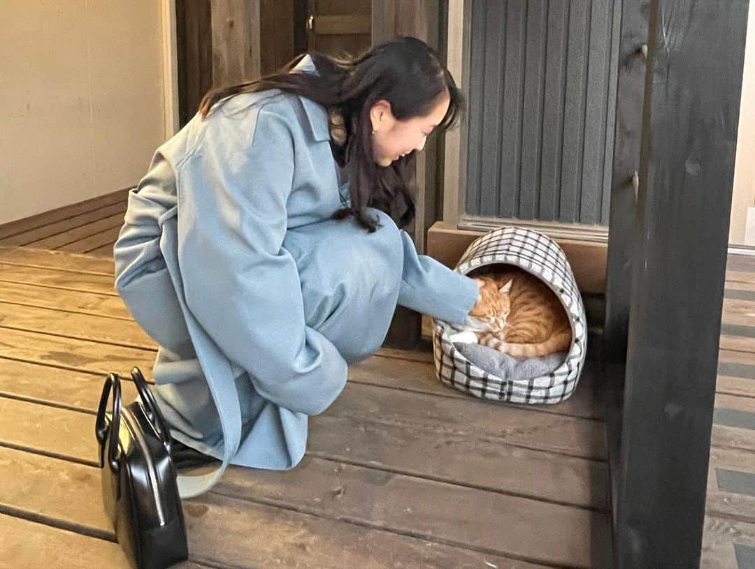 美甘子さんのインスタグラム写真 - (美甘子Instagram)「山屋蒼月に住み着いていた猫のテンちゃん🐈 人懐っこくて、デップリしてて可愛かった😍 #山屋蒼月」12月17日 17時37分 - rekish_mikako