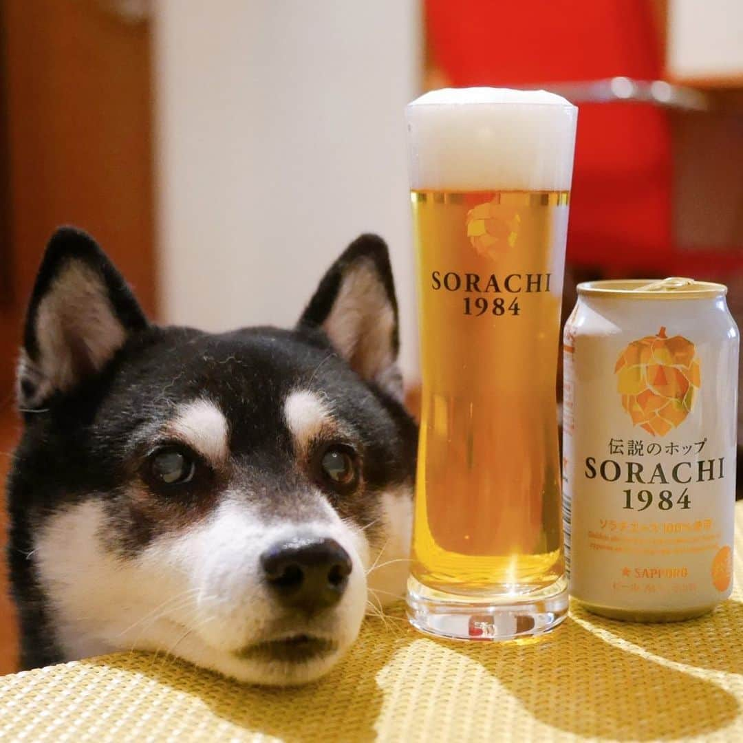 くろさんのインスタグラム写真 - (くろInstagram)「本日もお疲れちゃんでした🍺 #SORACHI1984 #オリジナルグラス #ミッションアンバサダー #SORACHI1984ミッションアンバサダー #ソラチエース #伝説のホップ #InnovativeBrewer #サッポロビール #sapporobeer #lovebeer #⭐️SAPPORO #乾杯をもっとおいしく #お疲れちゃんビール #目線の先にはおやつ #あごのせ犬 #晩酌犬 #黒柴 #柴犬 #イッヌ #わんこと一緒 #わんこのいる生活 #わんこのいる暮らし #柴犬と一緒 #柴犬のいる生活 #柴犬のいる暮らし #犬のいる暮らし #ふわもこ部 #ふわもこ部ワンコ #ふわもこ部わんこ #わんだフォ」12月17日 17時40分 - m6bmw