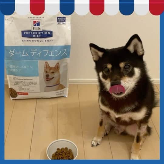 まめ丸のインスタグラム：「* * 【⚠️まめ丸をさがせ🐶⚠️】 ワンちゃんだらけの #レストラン三ッ星ヒルズ がOPENしたよー🐶❣️🍽🎊  ぼくも登場してるから見つけてね👀✨ * ヒルズのフードはいろいろなお悩みに対応＆栄養満点🍚 たまにカイカイになっちゃうぼくは 皮膚のかゆみとトラブルケアのダームディフェンス🍗 おいしくて食べやすいから、待ちきれずにパタパタ🐾 ＆お皿もペロペロしちゃった🐶💦 *  #もぐもぐヒルズ を付けて投稿すると、あなたのワンちゃんがヒルズ公式サイトに登場するかも…🐶⁉️ モリモリ食べる様子をぜひ自慢してねー🐶❣️ ご来店、お待ちしております👩‍🍳 （なんちゃって🐶💓） * おいしい声はこちらから😋🐕🐩 https://www.hills.co.jp/taste/testimonial/dog * #ヒルズペット#pr @hillspet_japan  * #柴犬#豆柴#柴#黒柴#犬#しばいぬ  #shiba#shibainu#shibastagram#shibadog#puppy#instadog#dogstagram#dog#petstagram#pet#강아지#まめ丸pr」