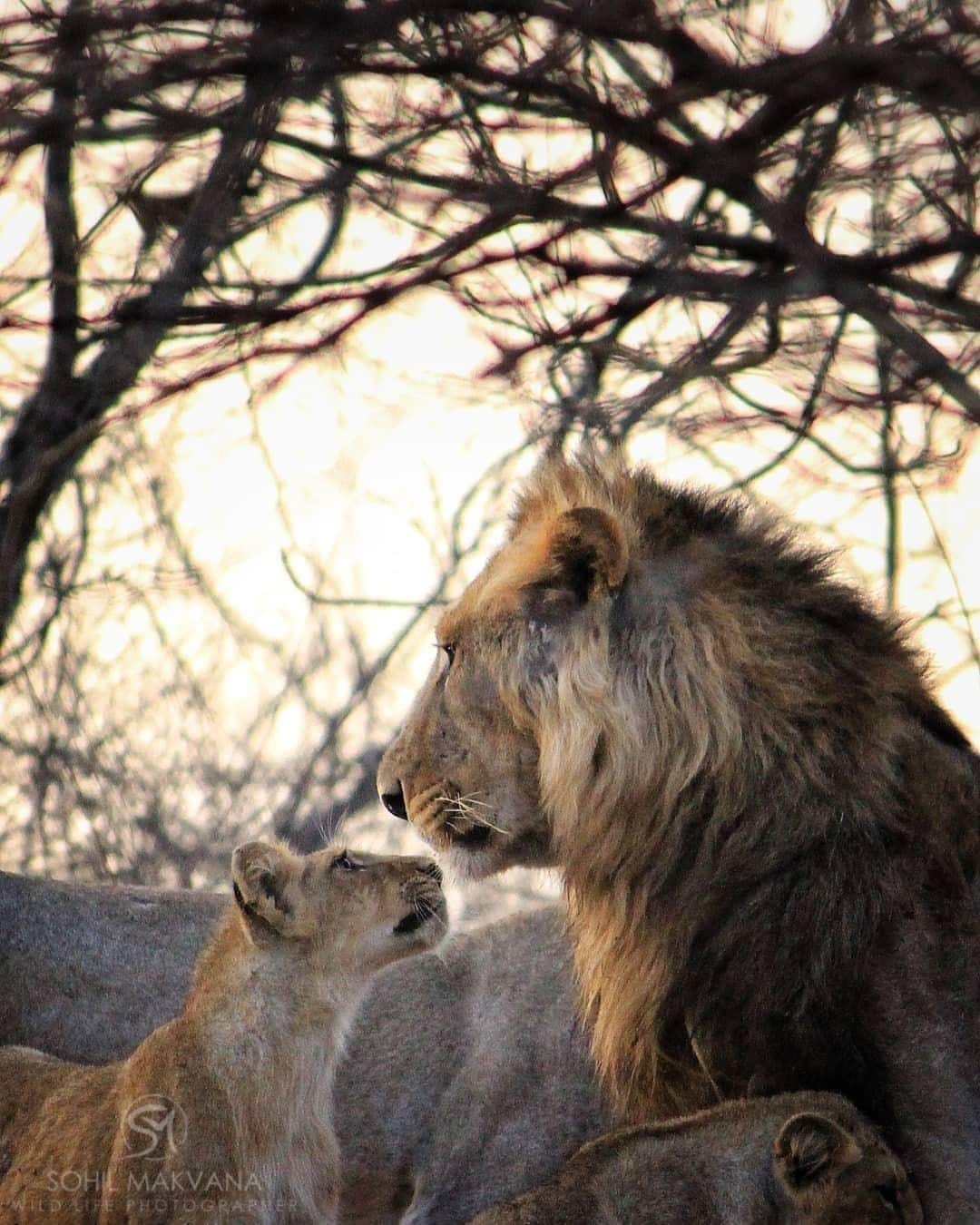 Canon Asiaのインスタグラム：「Two ferocious predators sharing a tender moment 🥰. We loved how the warm backlight softened and enhanced the emotional aspect of this shot. ⁣ .⁣ Will you be celebrating this festive season with your family members? 👨‍👩‍👧‍👦⁣ .⁣ 📷 Image by @sohil_makvana13 on Instagram using the Canon EOS 700D • EF-S55-250mm f/4-5.6 IS II • f/5.6 • ISO 3200 • 1/1250 • 250mm⁣ .⁣ Got a stunning shot you're proud of? Tag them with #canonasia or submit them on My Canon Story, link in bio!⁣ .⁣ #canonasia #photography #explore #nature #lions #embrace #lioness #wildlife #wildlifephotography #animal #composition #sky #canon #lens #inspiration #subject #landscape #light」