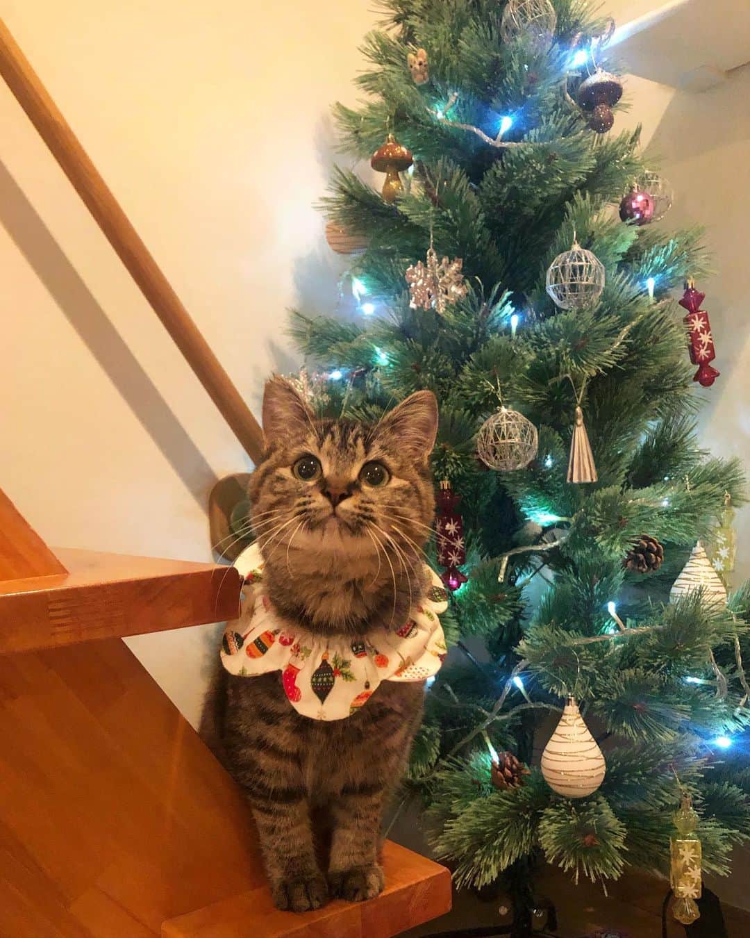 maimocotoのインスタグラム：「#モコ似のそらちゃん 🎄 お見合いがあり、週末トライアルへ出発することが決まりました。 ＊ ＊  ツリーを破壊しかけたチコを優しく止めることができる賢い子（2枚目）笑　チコよりお姉さんに見えます❤︎ 新しいお家には保護柴犬と保護猫ちゃんが居ます。柴犬くんに最初はびびっちゃうかな。見守っていきます。 ＊ ＊ 『チコちゃんってすぐにおもちゃこわすから、そら、注意してあげたの！』 ＊ ＊ 『ちー、楽しいことはやめられないんだもん！』 ＊ ＊ #猫とクリスマス🎄 #いつも笑顔のそら #またさみしくなるな😭 #でも来週からまた新入り子猫ちゃんがやってきます♪」