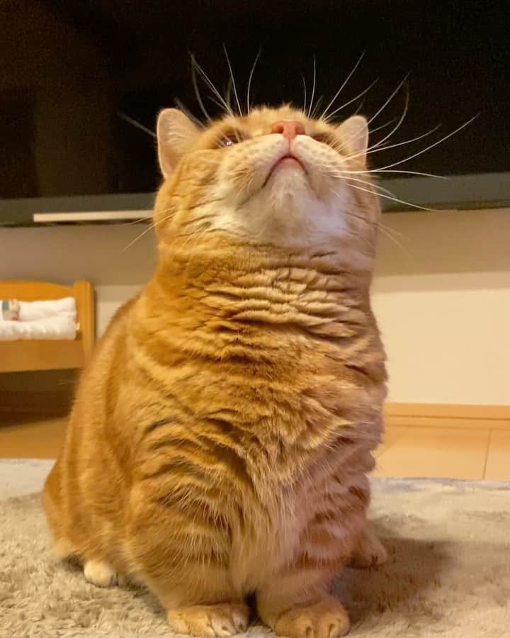 茶太郎 & きなこのインスタグラム：「茶太郎師匠😑お髭ぼーぼーにゃ💕 cat's whiskers😽 #お髭センサーフル稼働にゃ #茶太毛が舞ってたにゃ #マンチカン#猫#munchkin #cat#catstagram #amazing#ねこ#茶トラ#短足#catsofinstagram#excellent_cats#9gag#cats_of_world_#instacat_meows#bestcats_oftheworld#catsofig#instacat#cats_of_instagram」