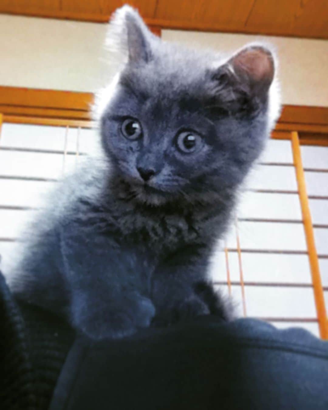 チキン南蛮カレーのルウ王子のグルメインスタ