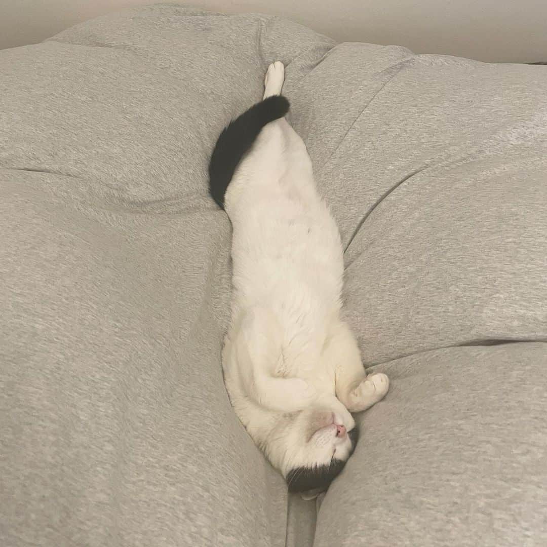 KAZUYAのインスタグラム：「今日のにゃんこ88。 無防備にも程がありますね。 #猫 #猫のいる暮らし #cat」