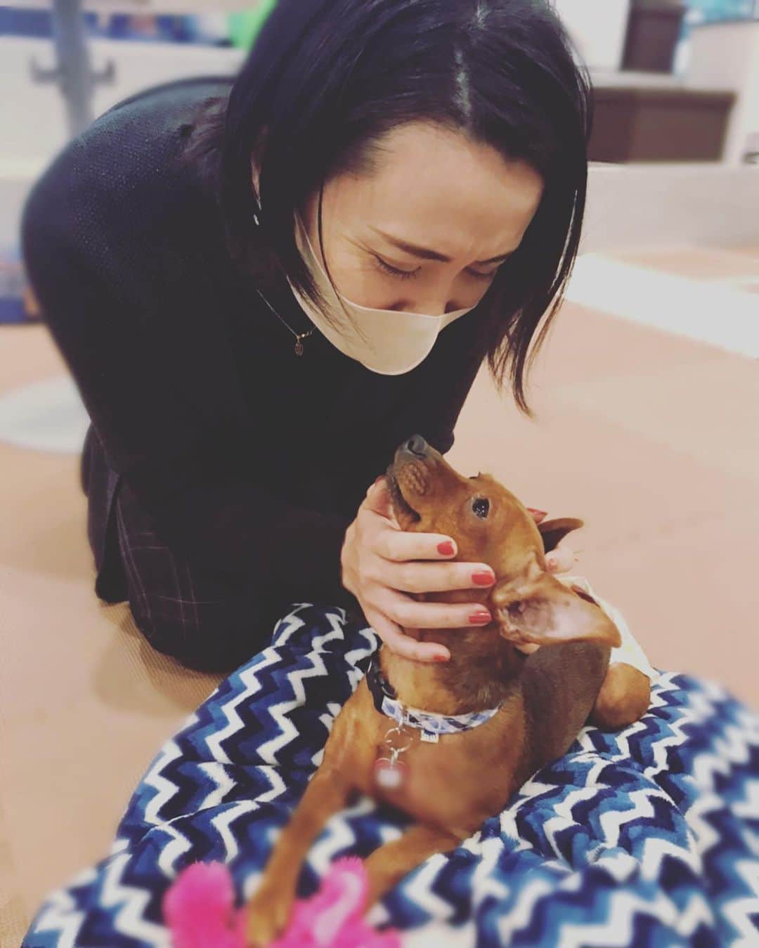 緒月遠麻さんのインスタグラム写真 - (緒月遠麻Instagram)「☺︎ かわいさ異常。 なんてこった！！  #ドックカフェ #お犬様 #わんこ #dog」12月17日 18時51分 - toma_ozuki