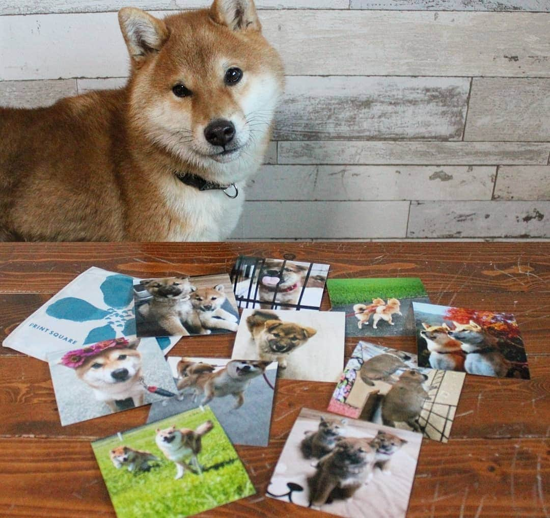 柴犬たま Shibainu Tamaのインスタグラム