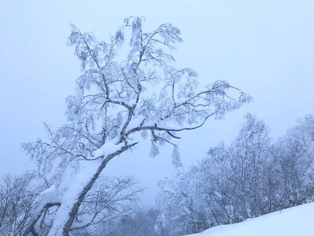 星野リゾート　トマムさんのインスタグラム写真 - (星野リゾート　トマムInstagram)「Today’s Hoshino Resorts TOMAMU   雪が降り続いた星野リゾート　トマム。霧氷テラスでは、木々も景色も真っ白な幻想的な世界が広がりました。  #HoshinoResorts #星野リゾート #tomamu #hoshinoresortstomamu #星野リゾートトマム #トマム #risonaretomamu #リゾナーレトマム #risonare #リゾナーレ #北海道旅行 #星野集團 #Hokkaidotrip #霧氷テラス　#terraceoffrosttree」12月17日 19時02分 - hoshinoresorts_tomamu