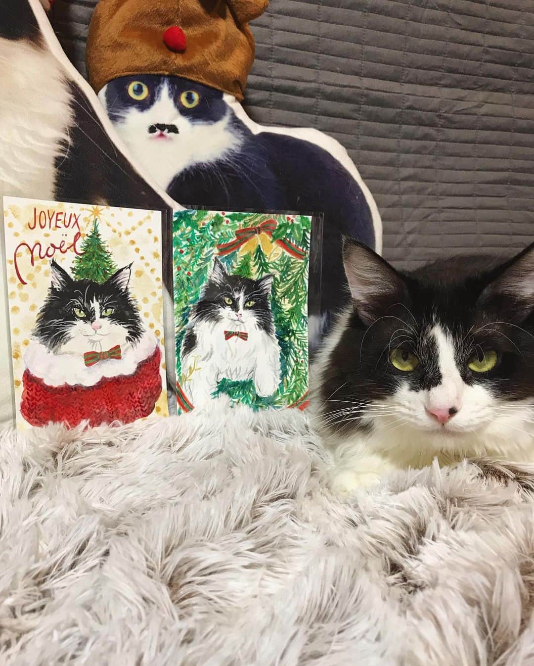 もじゃころのインスタグラム：「先日、山下ミロさん @aotooto にサプライズで描いていただいたメリークリスマスばんどぅ🐶🎄のフォトカード、なんとプレゼントしていただきました😭💕💕💕2つもです！！ はちゃめちゃに可愛いです😍❤️❤️❤️ ほんとにほんとにありがとうございます🥰 めっちゃばんどぅ😂💕💕💕 絶妙な目つきの悪さ🤣   #坂東玉隠しシャシャ丸  #merrychristmas」