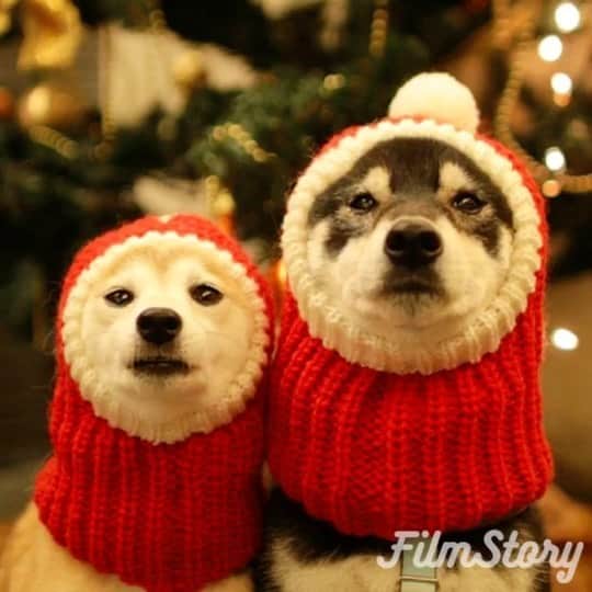柴犬 けんしろう ゆりあのインスタグラム：「【けんゆり喋ります🐶🐶📹】  衝撃‼️ けんゆり関西弁だった🤣🤣🤣  2年前に西の方のあの人が(笑) 作ってくれたけんゆりお喋り動画📹  最初見た時お腹がよじれるくらい笑ったので 師走でおつかれのみなさんにも笑いのおすそ分けを😆❤️」