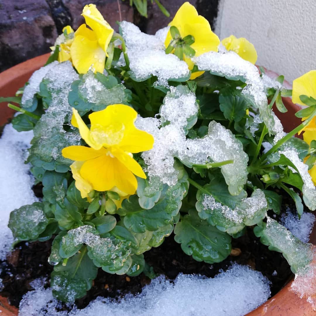 佐藤裕二さんのインスタグラム写真 - (佐藤裕二Instagram)「寒いですね〜。我が家のビオラにも雪が。娘は「雪の帽子かぶってるね」と喜んでましたが、寒いっ！  温かくしてお休みください。  明日も素敵な一日になりますように☃  #雪#名古屋#名古屋の雪 #ビオラ #ガーデニング#雪と花 #メーテレ#アップ #佐藤裕二 #花おじさん」12月17日 19時16分 - karaage_satou