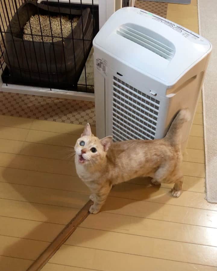 ruiruiのインスタグラム：「動く福ちゃんです。 . . まだ手術する前で元気に走り回っていた時の福ちゃんです（2020/04/01） . Fuku-chan in April of this year . . いつもたくさんのあたたかいコメントをありがとうございます🙏🏻 . . #生前の福ちゃん #福ちゃんはお星様になりました #cat #cats #ilovemycat」